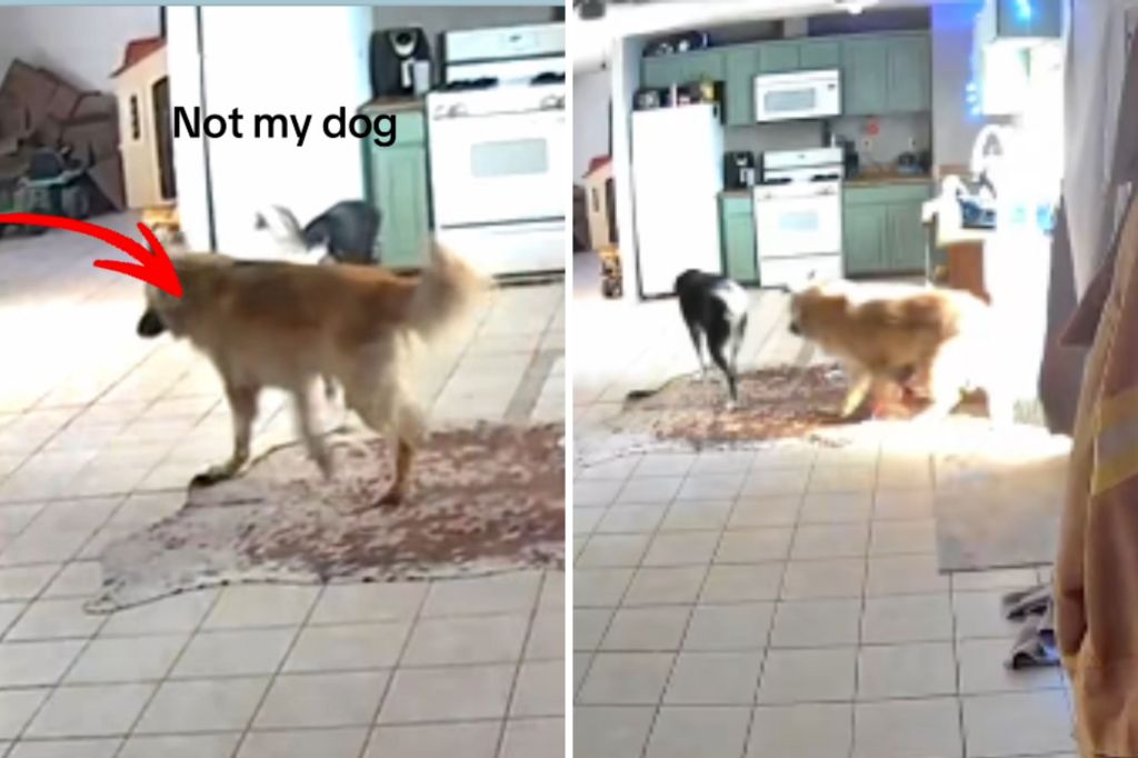 Random canine enters doggy door