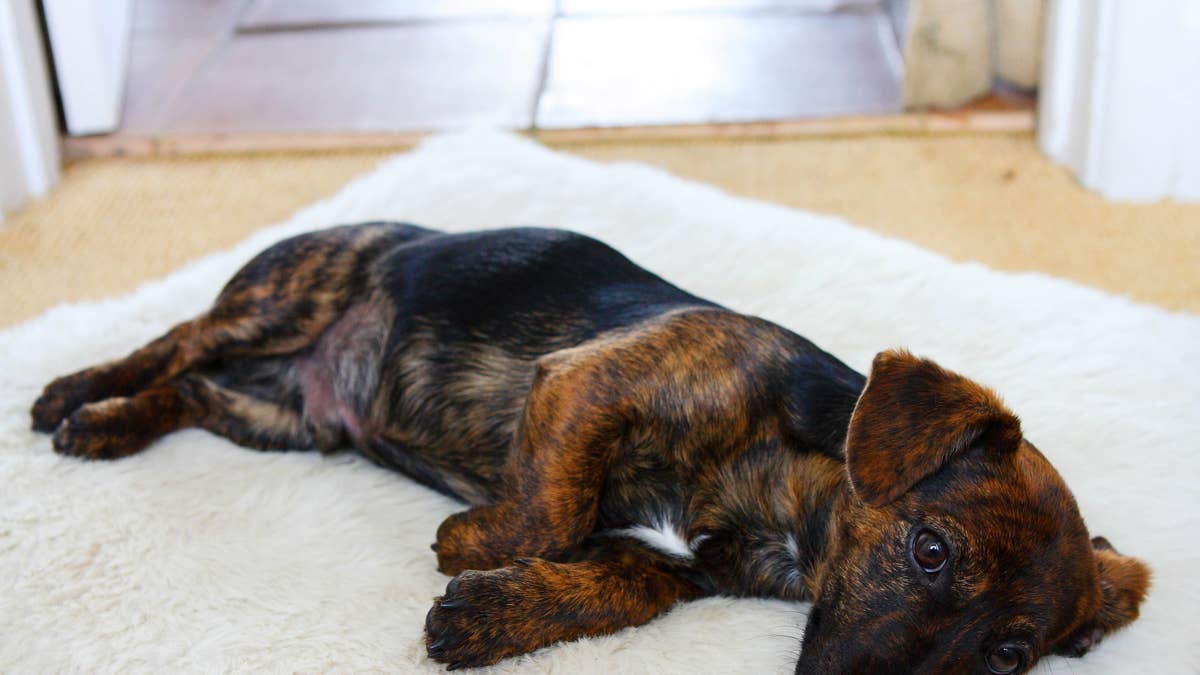 Man Spots Dog 'Running Away From Home' With His Bed in His Mouth