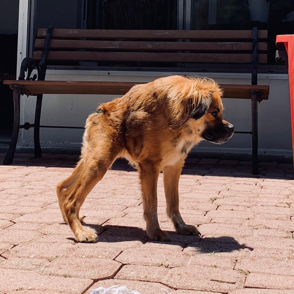 Dog with same short spine syndrome as mutant raccoon Jimothy steals hearts across social media