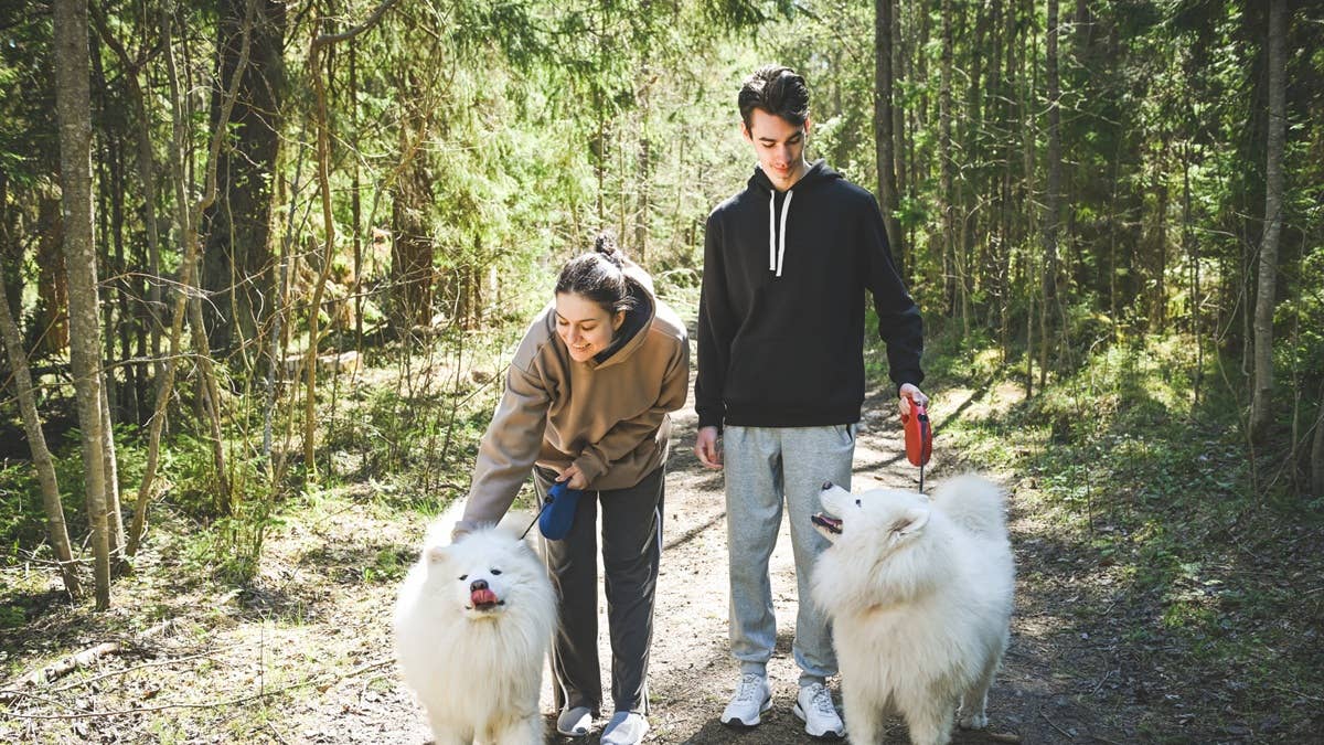 young-couple-walking-in-the-forest-with-samoyeds