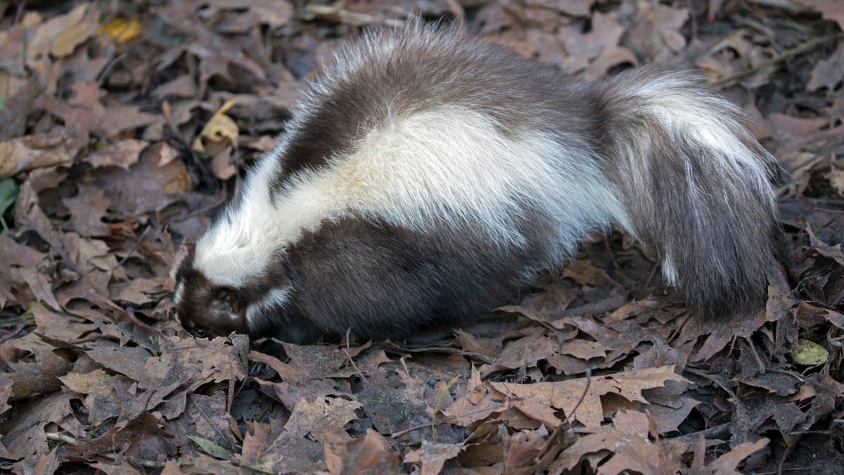 a-skunk-in-a-pile-of-leaves