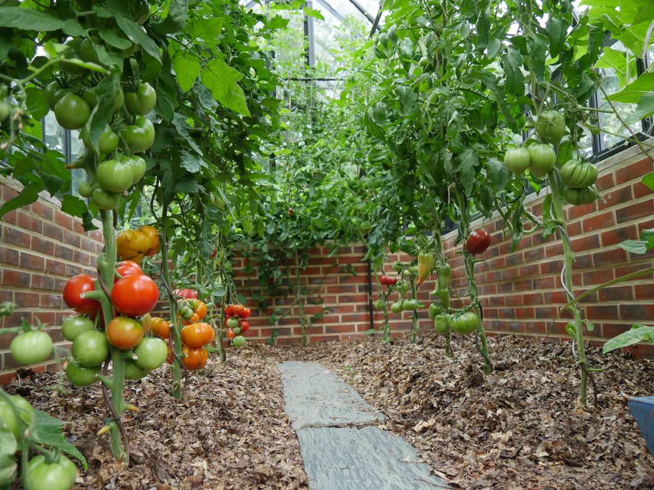 mulched tomatoes
