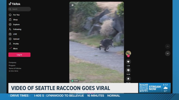Seattle's Jimothy the raccoon becomes overnight internet icon