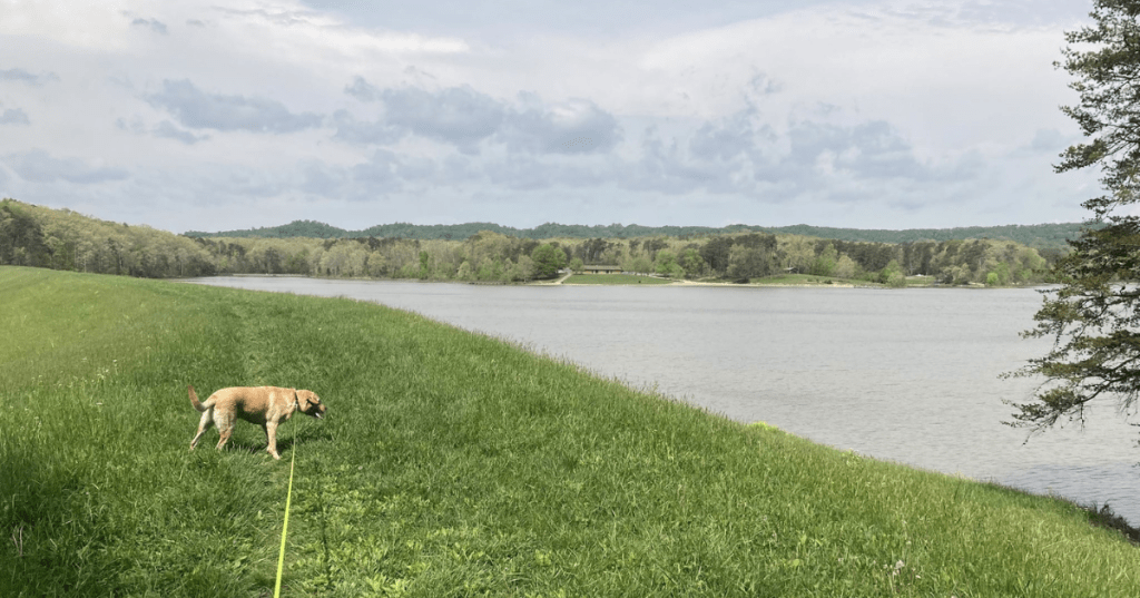 Dog on a leash walking along a grassy hill overlooking scenic Deam Lake in Indiana.