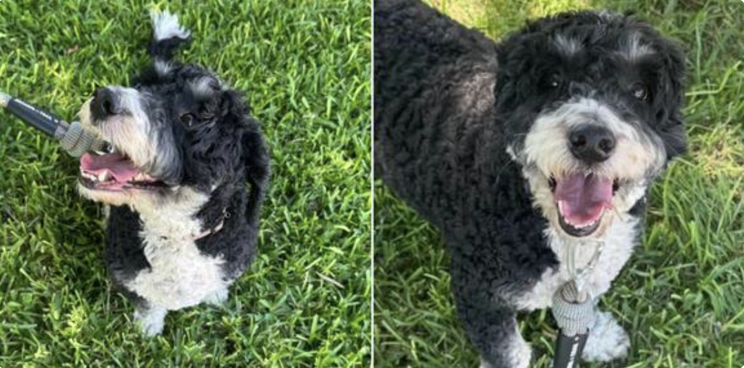 Meet Otis: The Sweet Soul Still Waiting for Someone to Choose Him Dianna Carney