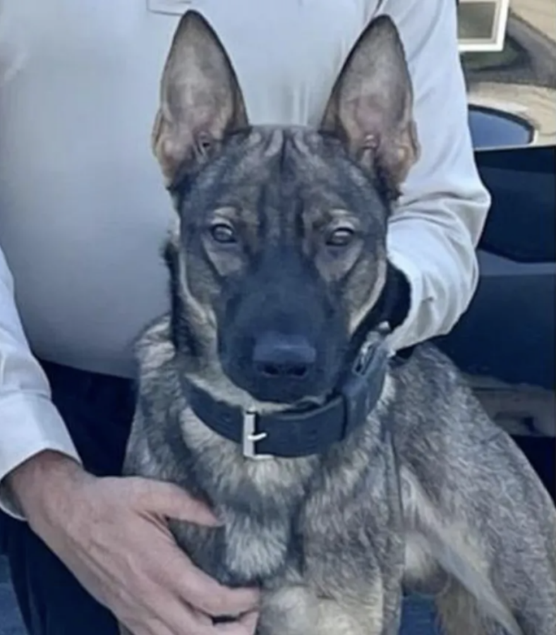 Two Police Dogs Died in a Hot Patrol SUV. Now the Public Is Demanding Answers.