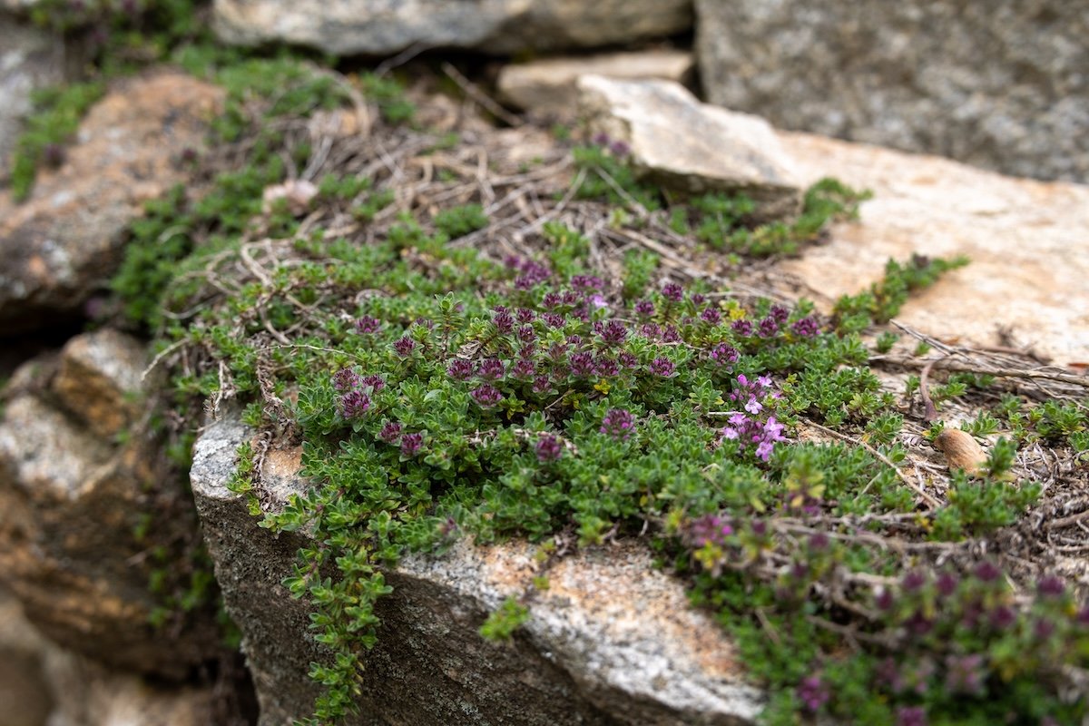 Photo: Cavan - stock.adobe.com