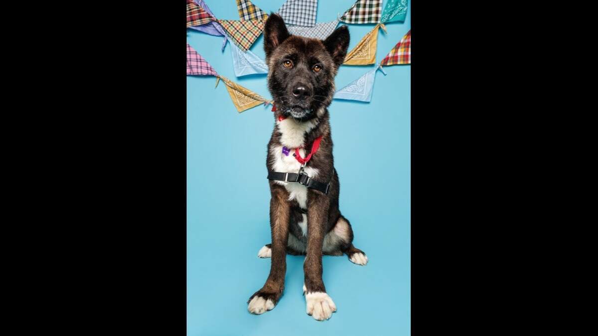 Durham's longest-waiting shelter dog is still waiting for a forever home. Here's why.