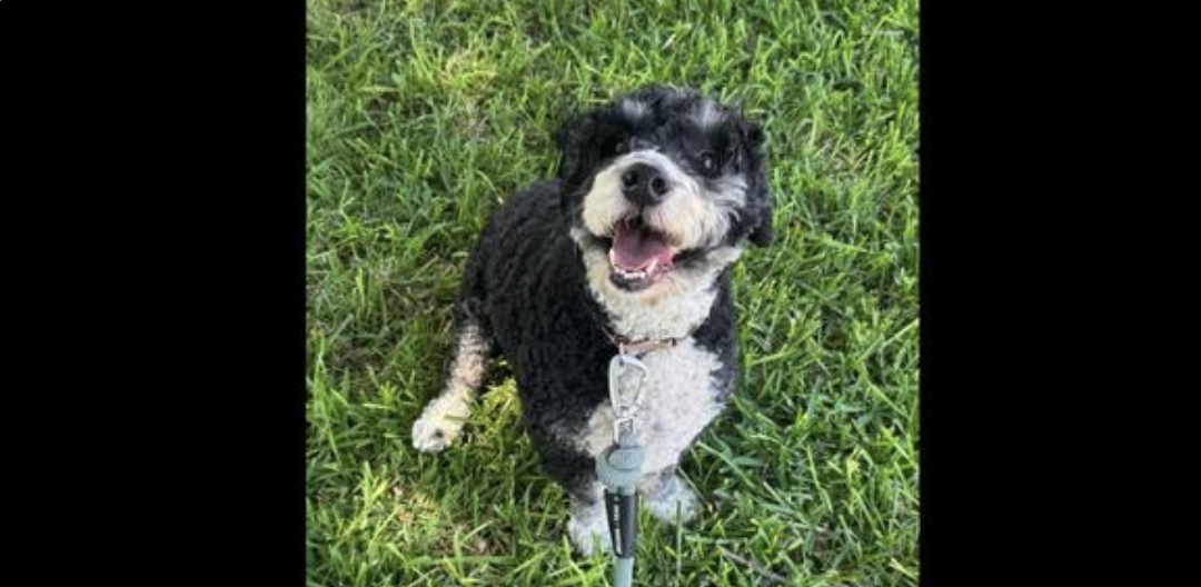 Meet Otis: The Sweet Soul Still Waiting for Someone to Choose Him Dianna Carney