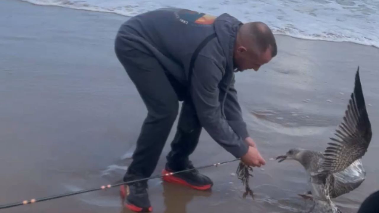 Heartwarming rescue: Man saves young seagull trapped by fishing hook