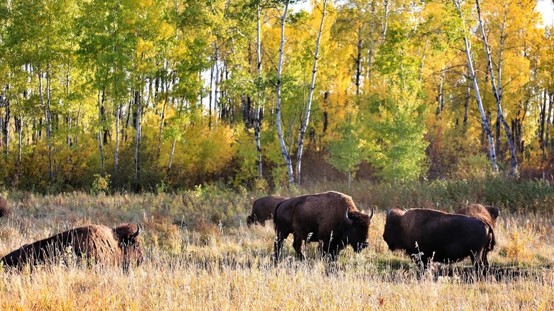 Two large bison face off at Riding Mountain National Park in Manitoba, Canada
