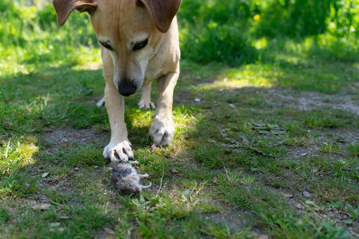 Brown dog holding a dead mouse with its paw in a green grassy garden