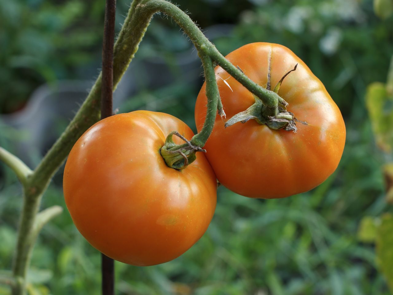 split tomatoes