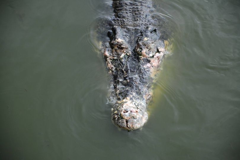 The crocodile reportedly came out of nowhere