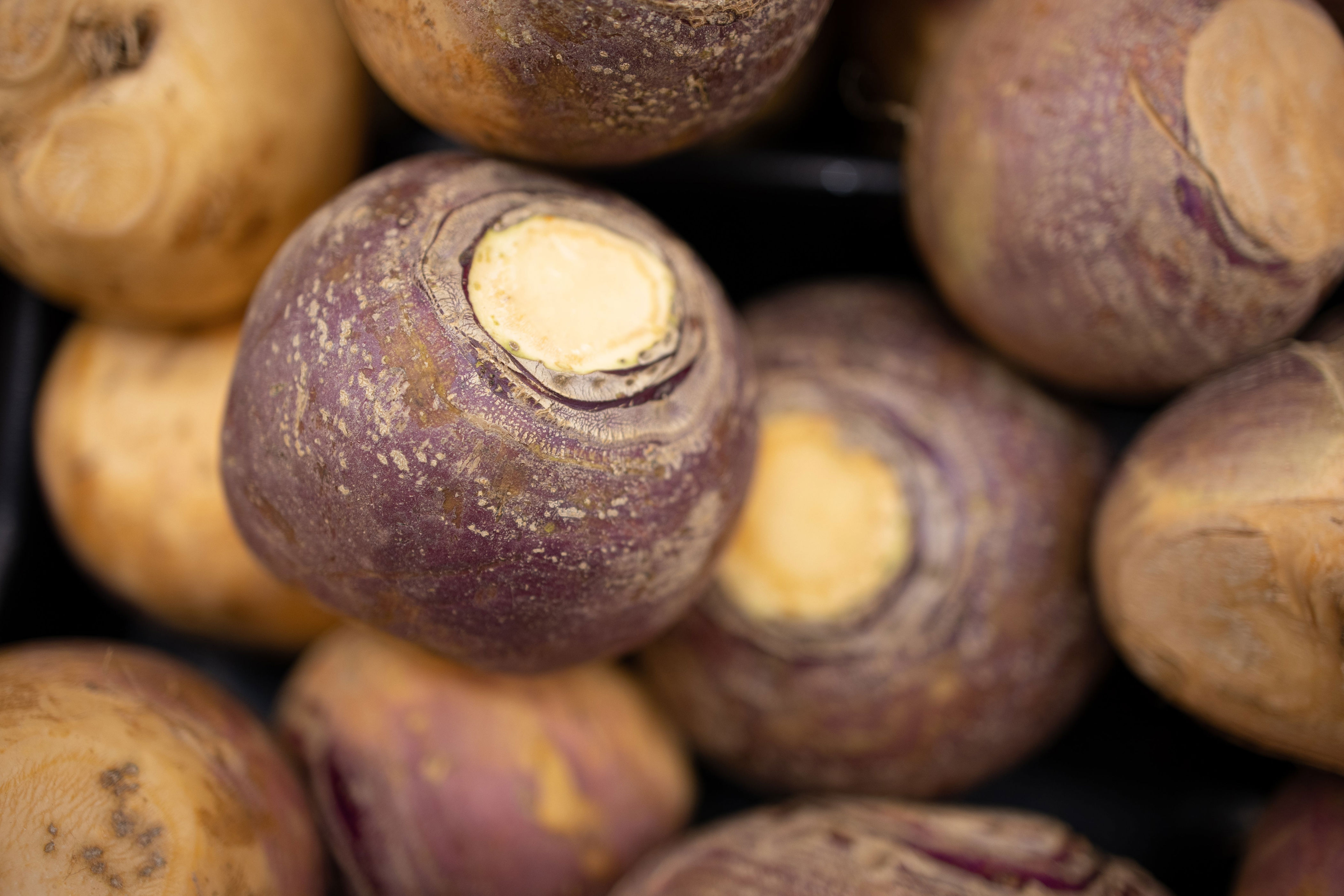 Close-up of several rutabagas with rough, textured skin
