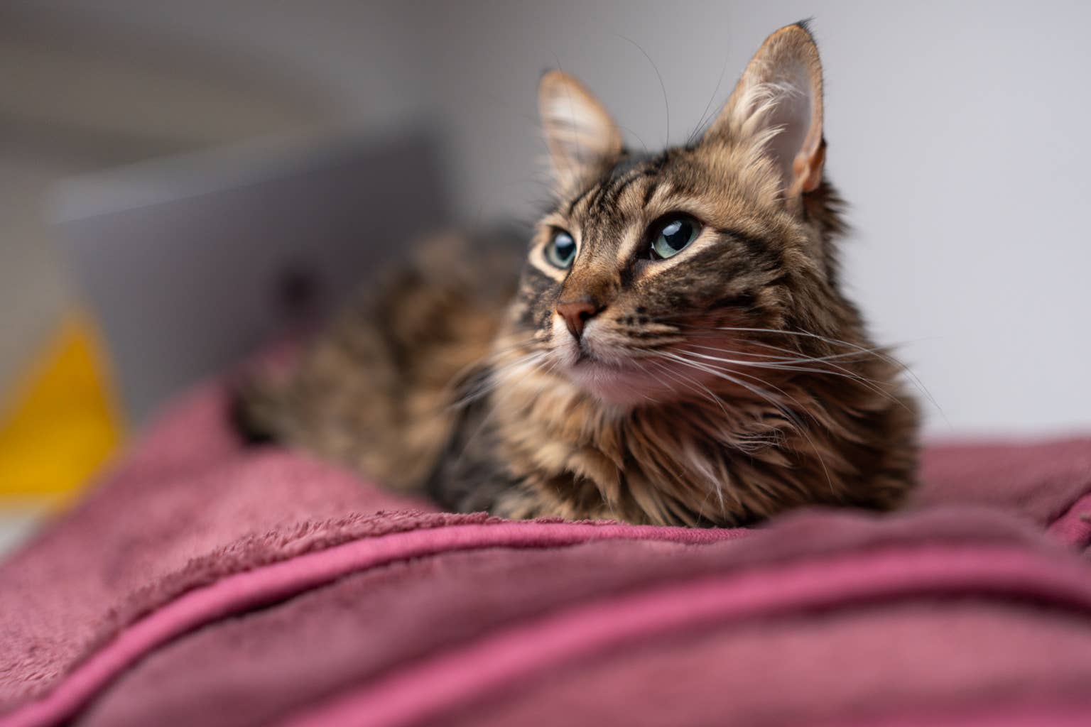 17-Year-Old Cat Waits at Shelter After Losing the Only Person She Ever Knew and Still Greets Everyone Like an Old Friend