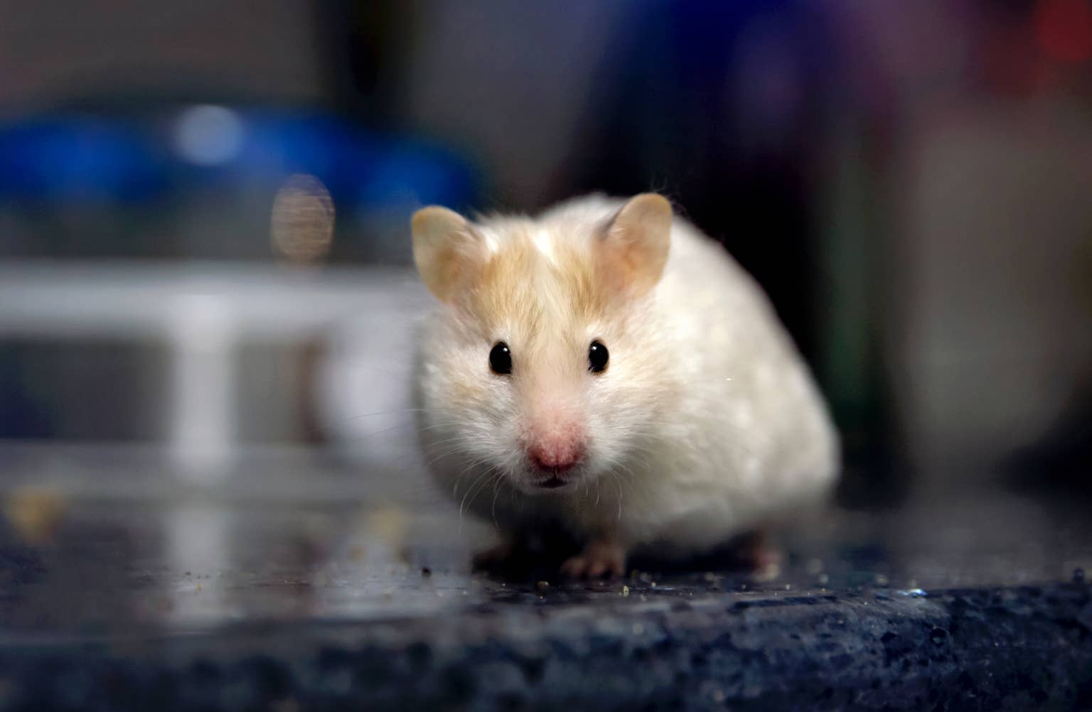 close-up-of-a-small-white-syrian-hamster-looking-at-the-camera