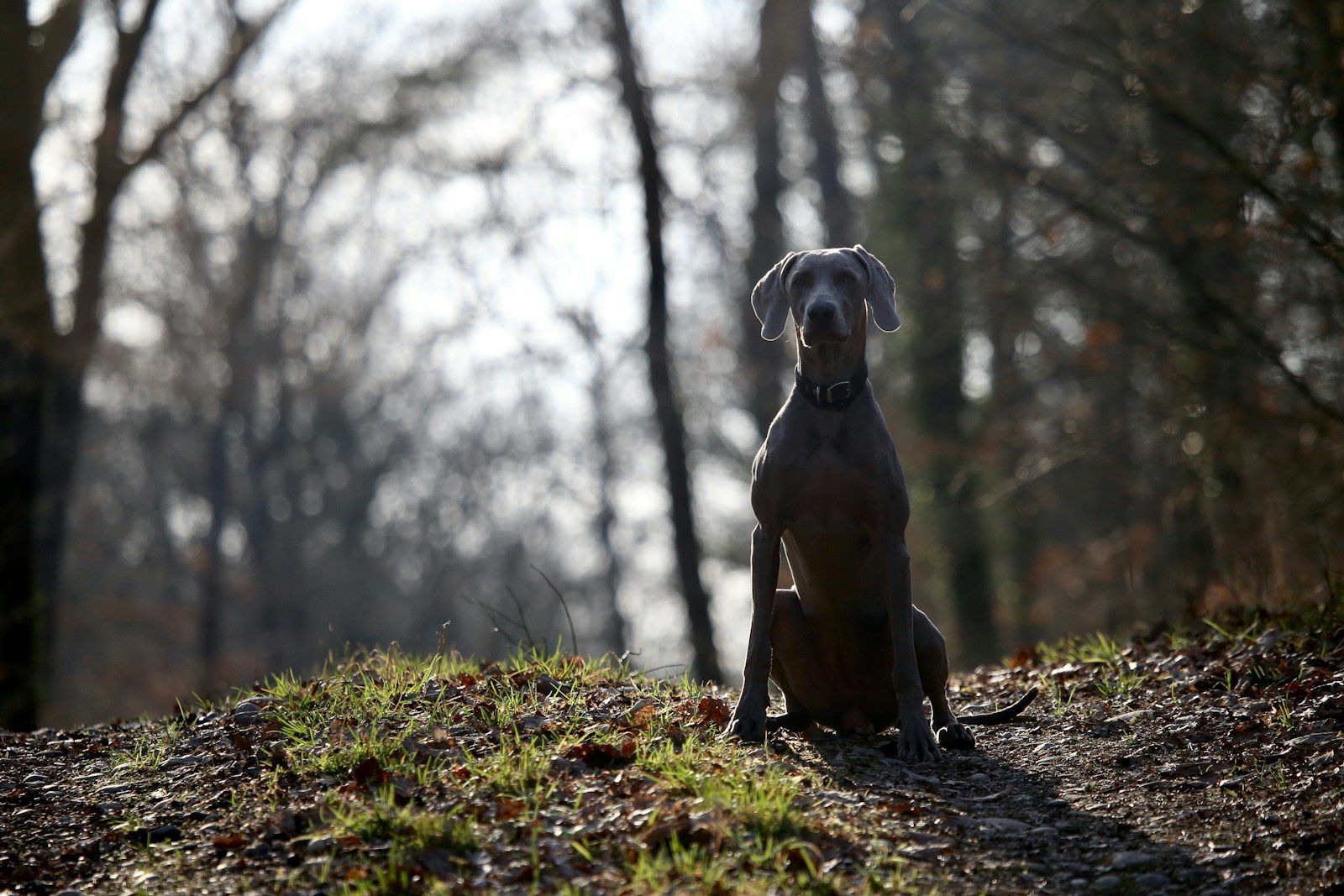 Dog breeds that may not be the best match for homes with cats