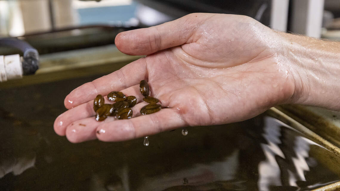 Chris Eads, assistant director and facility manager at the Yates Mill Aquatic Conservation Center in Raleigh, shows a handful of endangered freshwater mussels Wednesday, July 15, 2026. The center specializes in propagating endangered species native to North Carolina.