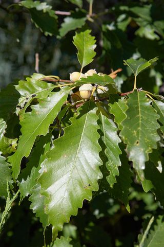 chinkapin oak tree