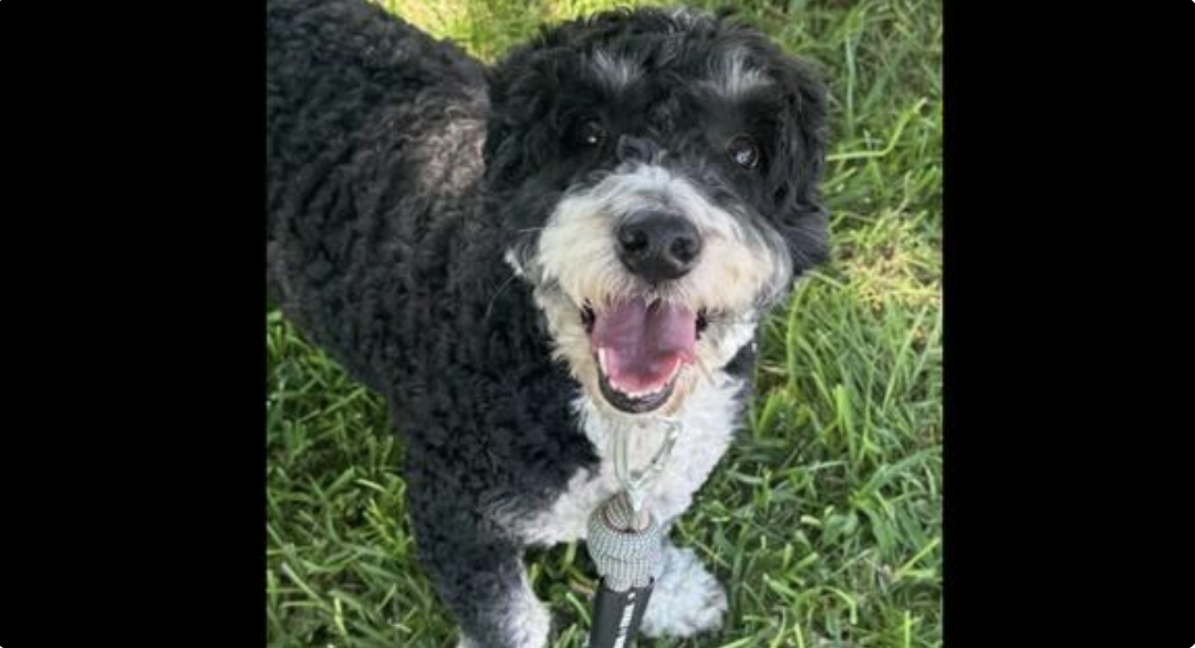 Meet Otis: The Sweet Soul Still Waiting for Someone to Choose Him Dianna Carney