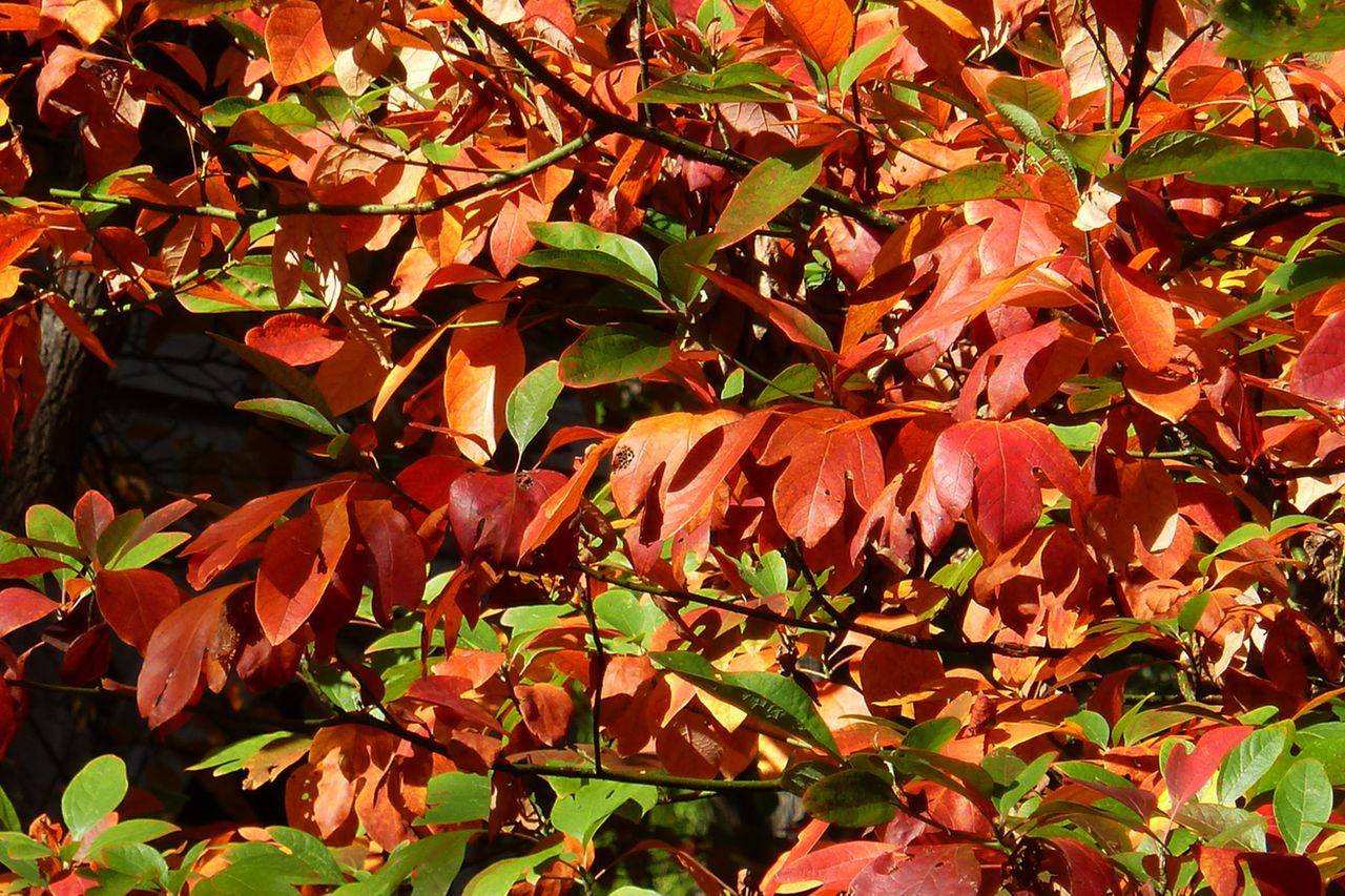 Sassafras Tree