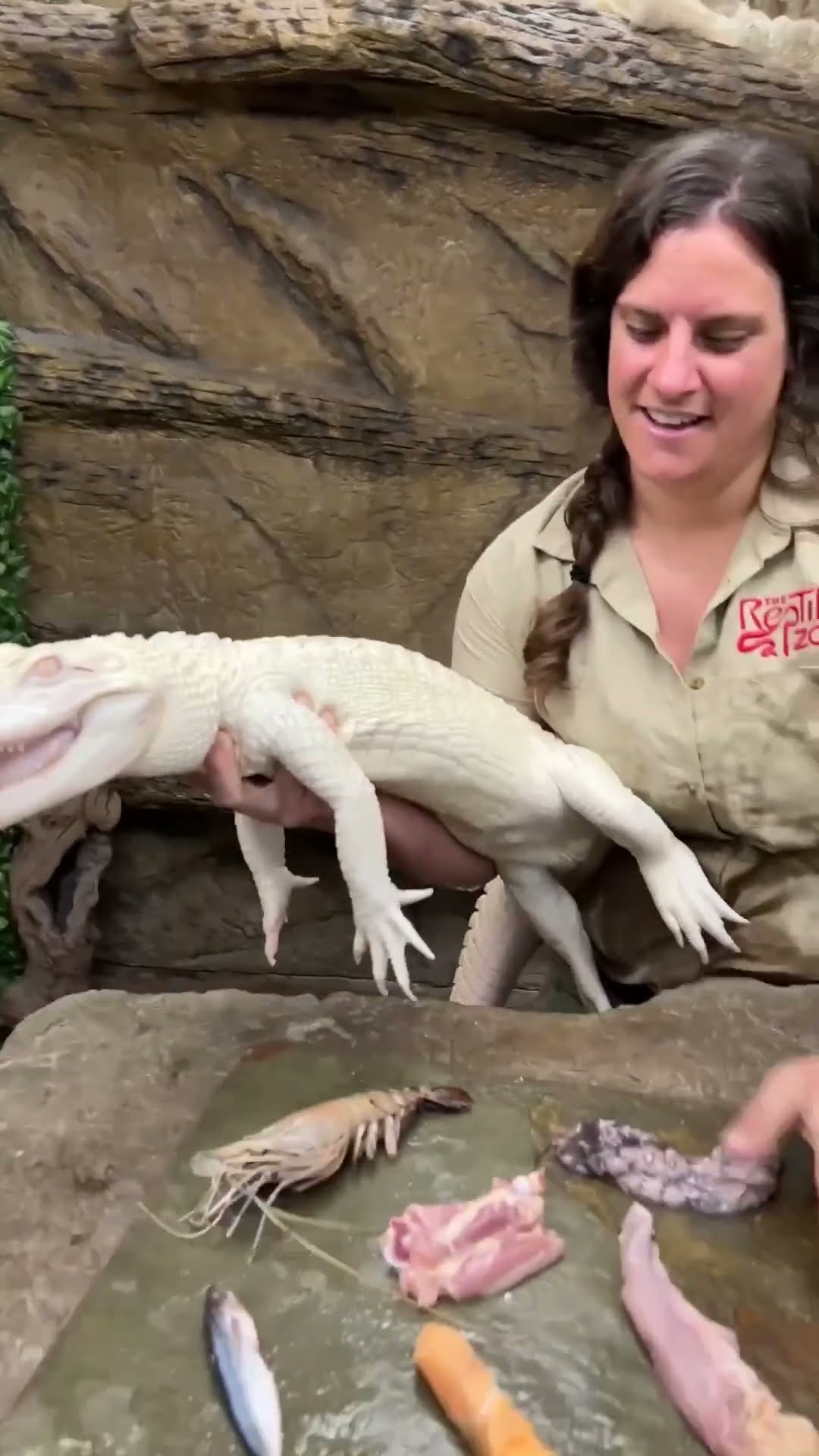 Wildlife handler brings alligator out for a special feeding