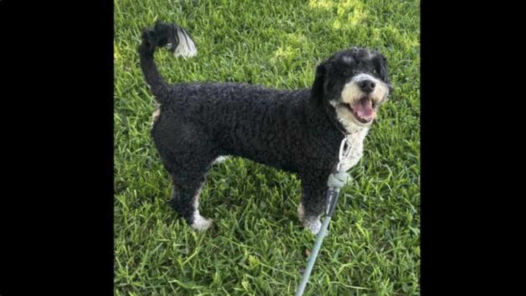 Meet Otis: The Sweet Soul Still Waiting for Someone to Choose Him Dianna Carney