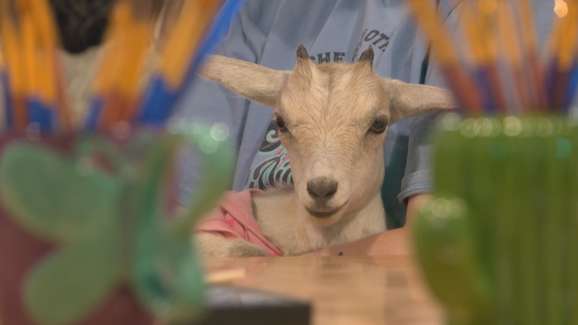Goats take over Texoma art studio