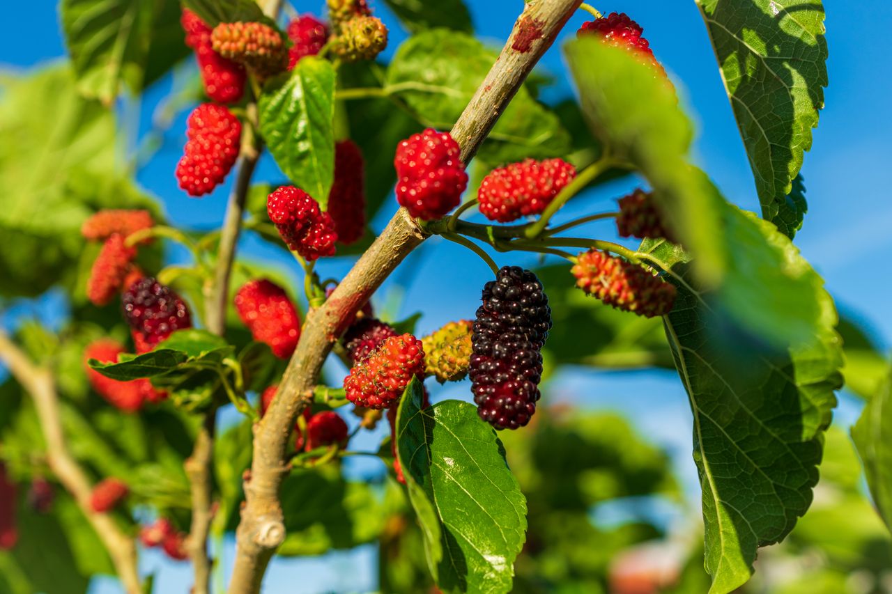 Red mulberries on a tree
