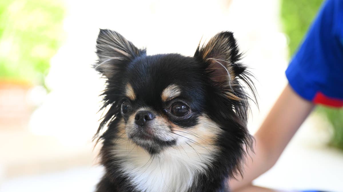 Tiny Chihuahua Throws Major Shade After Mom Breaks the 'No Barking' Rule