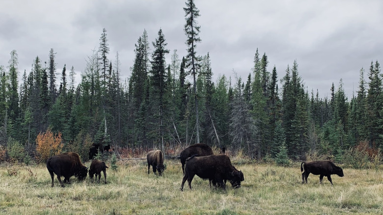 A small herd of wood bison graze in front of a stand of trees at the Mackenzie Bison Sanctuary in Northwest Territories, Canada