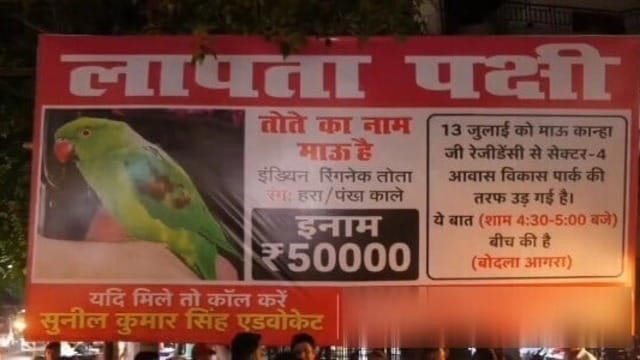 तोता हमारे पास है! 50 हजार के लिए 700 लोगों ने किया फोन, तलाश में खर्च ...