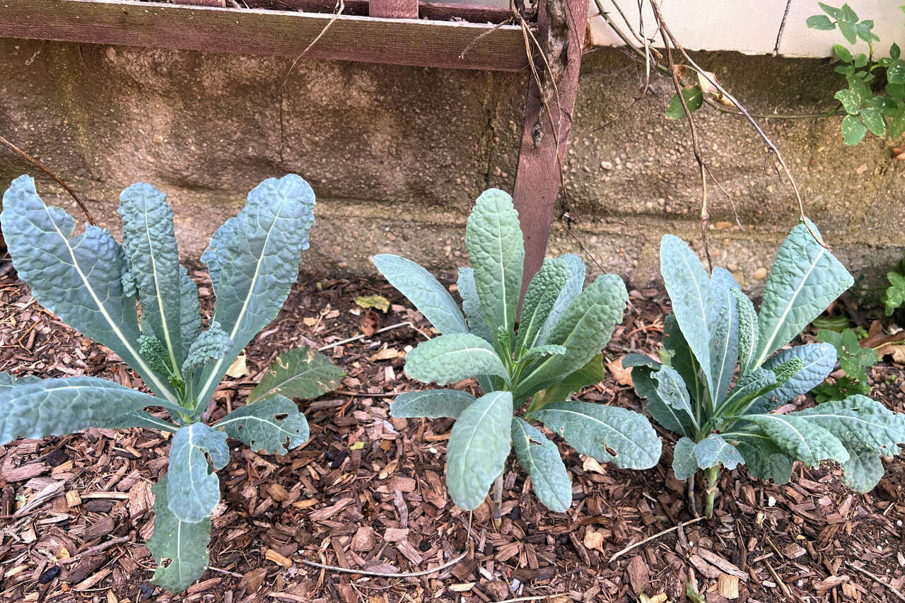 Who says a vegetable garden needs full sun? Some plants do well in ...