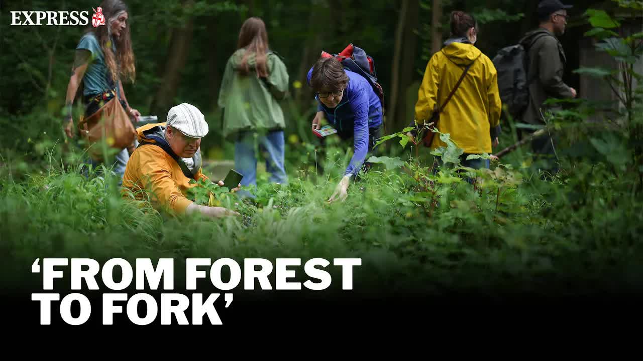 Wild food foraging is making a comeback