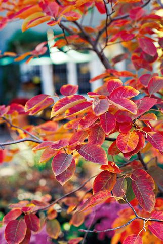 amelanchier autumn brilliance serviceberry