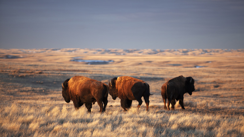 Three bison stand in the open prairie of Saskatchewan's Grasslands National Park