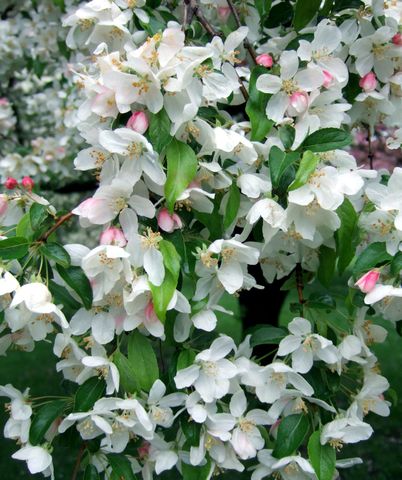 Molten Lava crabapple blooms white and pink