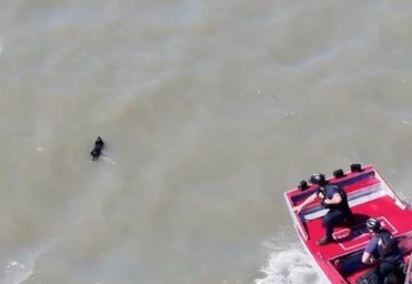 Lost pup found adrift in SF Bay survives seagull attacks before ‘action movie’ rescue