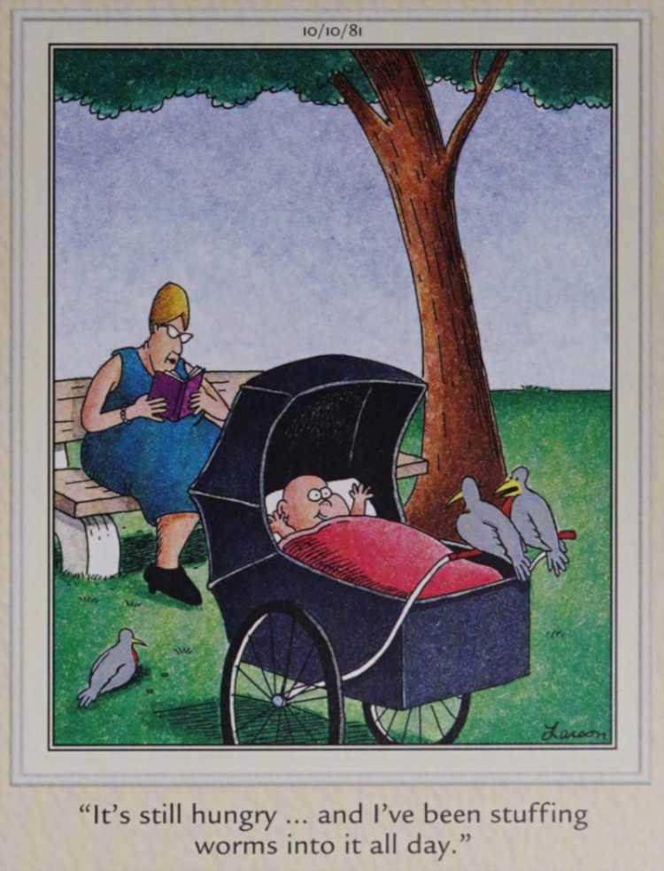 Birds feed a baby