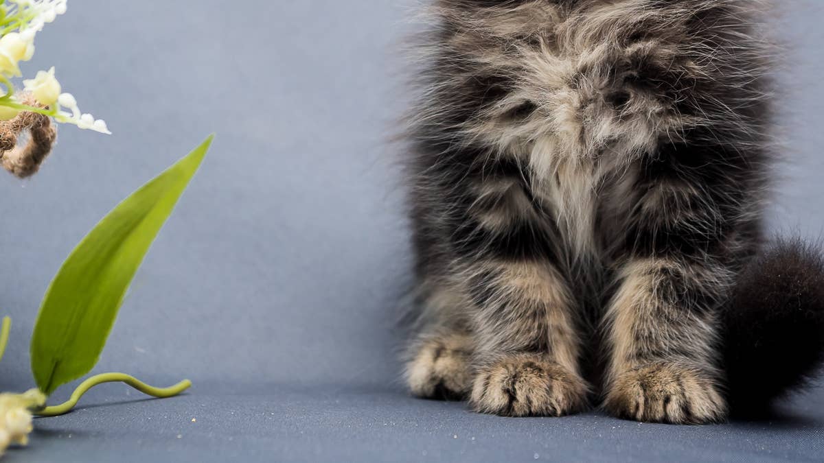 This fluffy Maine Coon kitten has eyes like 2 different universes