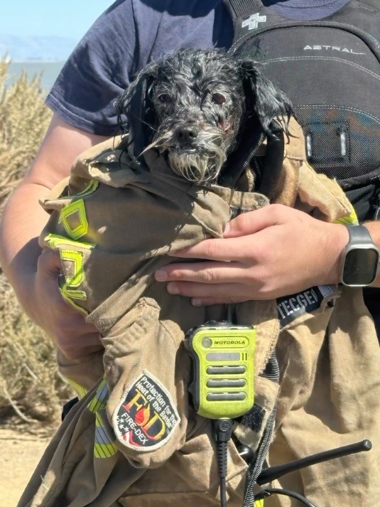 Lost pup found adrift in SF Bay survives seagull attacks before ‘action movie’ rescue