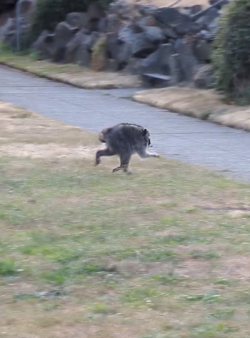 jimothy-raccoon-rare-spinal-condition-134600591_033e5b