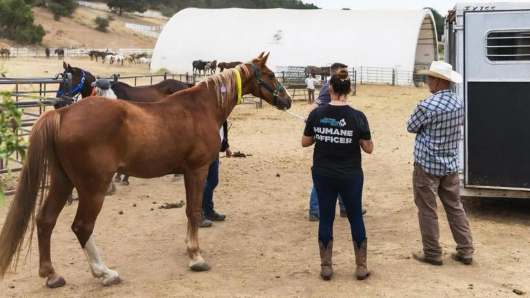 54 horses rescued from Villa Chardonnay Sanctuary in California