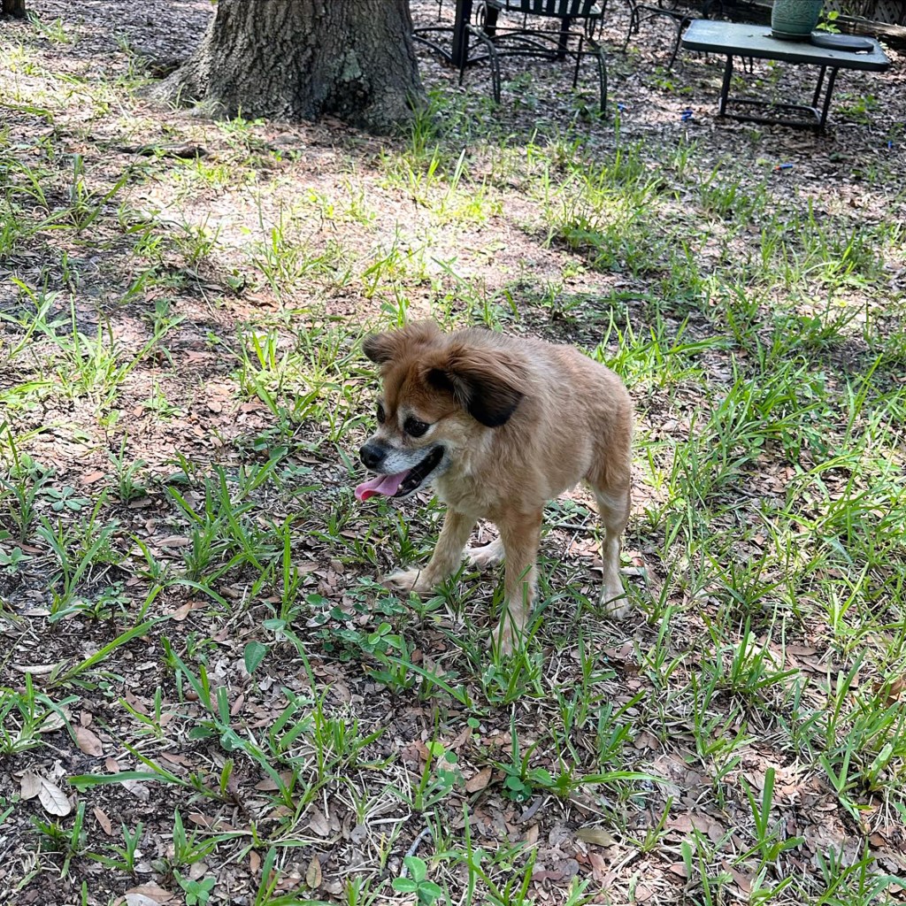 tilly-rescue-pet-known-online-134772088