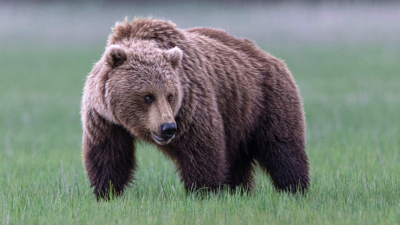 A grizzly bear stands in the grass at Lake Clark National Park in Alaska.