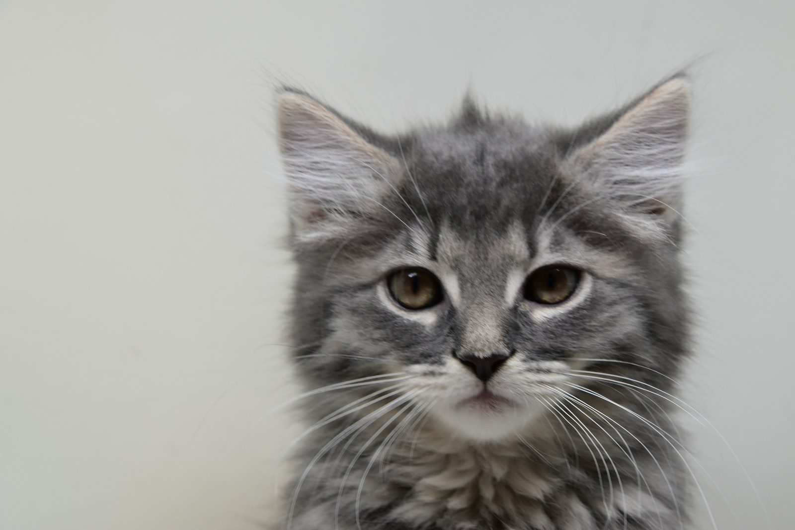 Why this rare heart-shaped kitten surprised experts