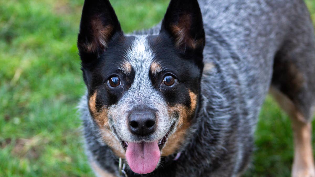 This POV Video Captures What's So Funny About Life With Herding Dogs