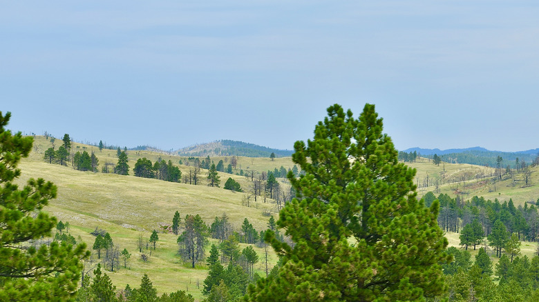 Black Hills National Forest