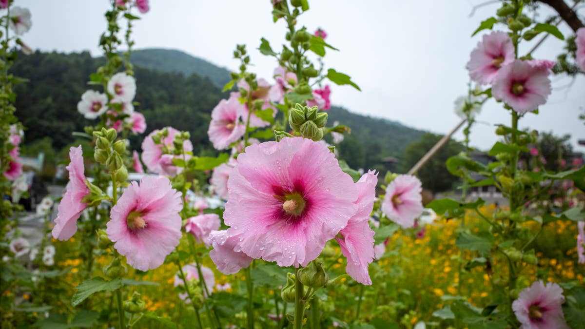 Plant These 5 Flower Seeds Now for a Vibrant Garden Next Summer